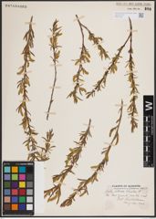 Foto von Salix exigua subsp. interior (Rowlee) Cronquist